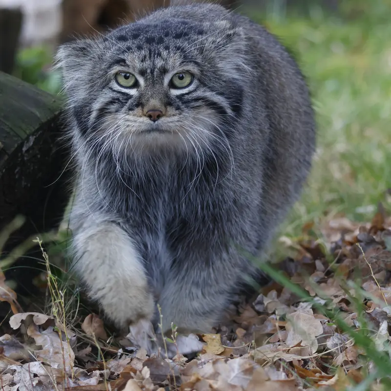 モスクワ動物園のティモフェイの写真