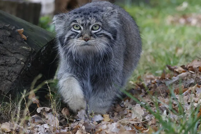 モスクワ動物園のティモフェイの写真