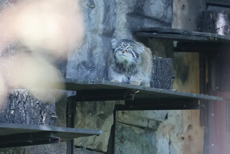 モスクワ動物園のティモフェイの写真