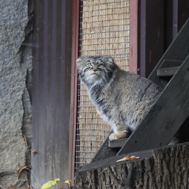 モスクワ動物園のティモフェイの写真