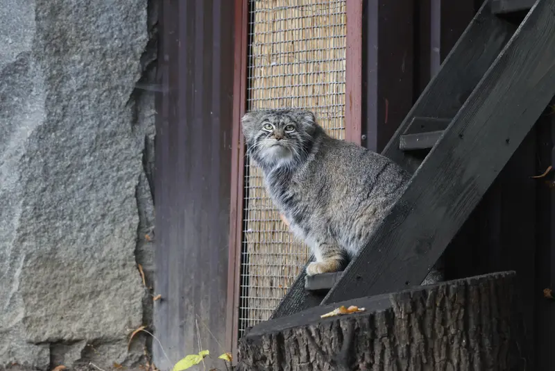 モスクワ動物園のティモフェイの写真