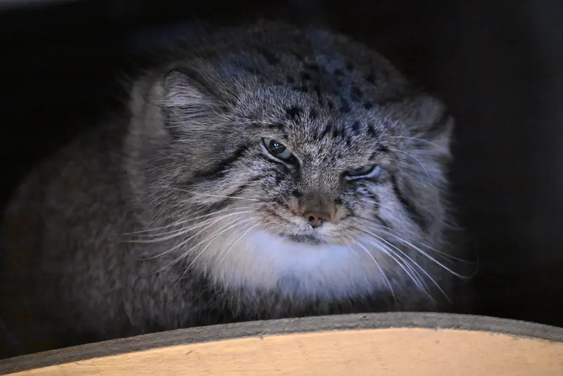 埼玉県こども動物自然公園のロータスの写真