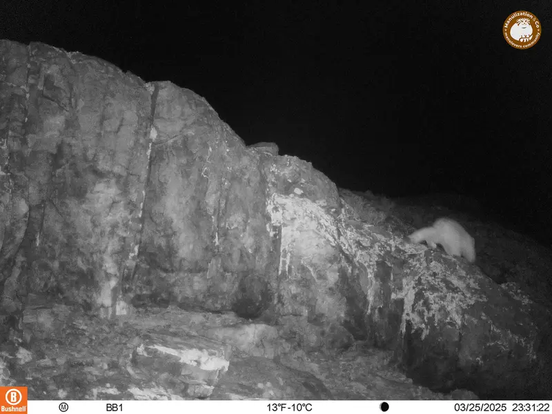 アクタス＝クンコラ［新］カメラトラップで撮影したOtocolobus manul manulの写真