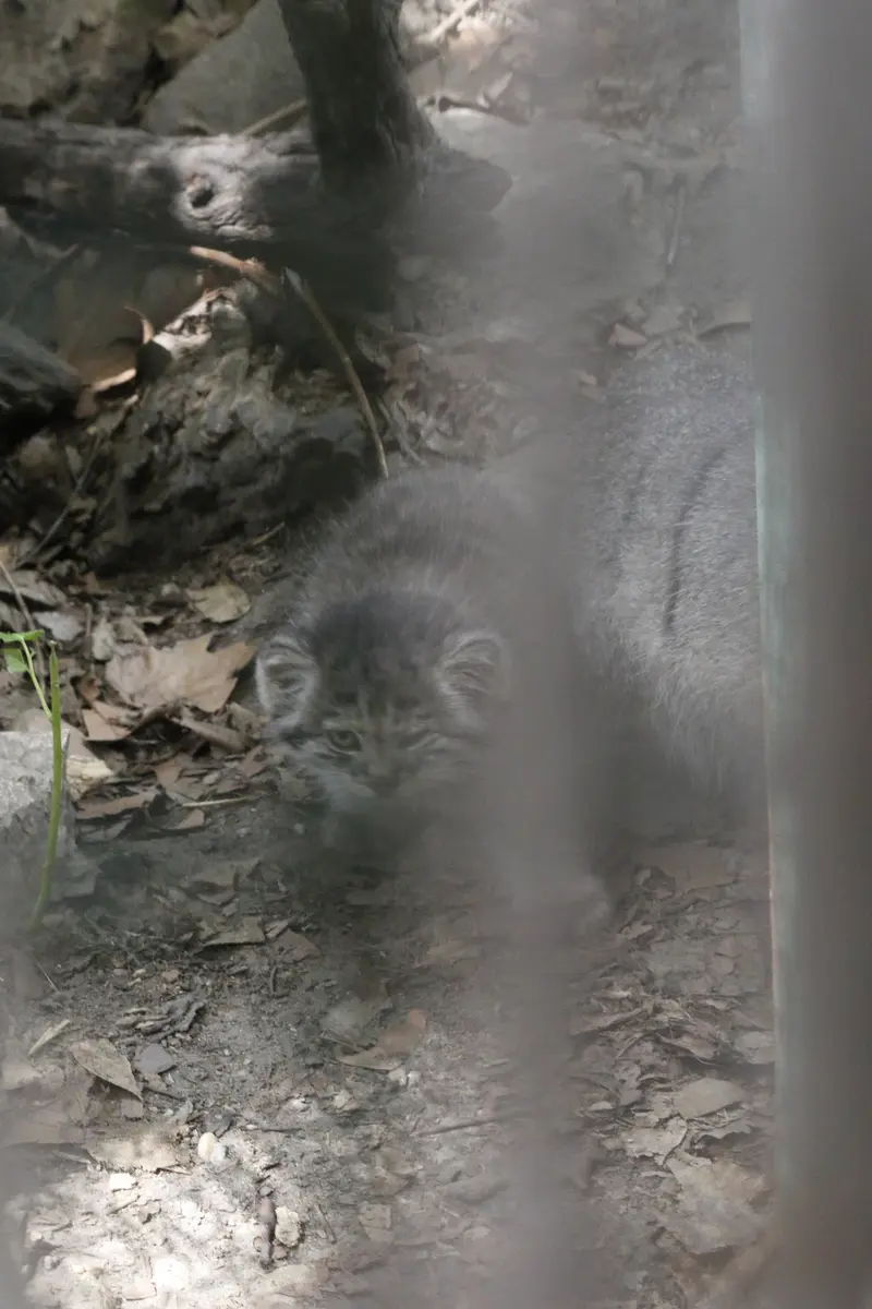 ブダペスト動物園・植物園のボリス Ⅱの写真