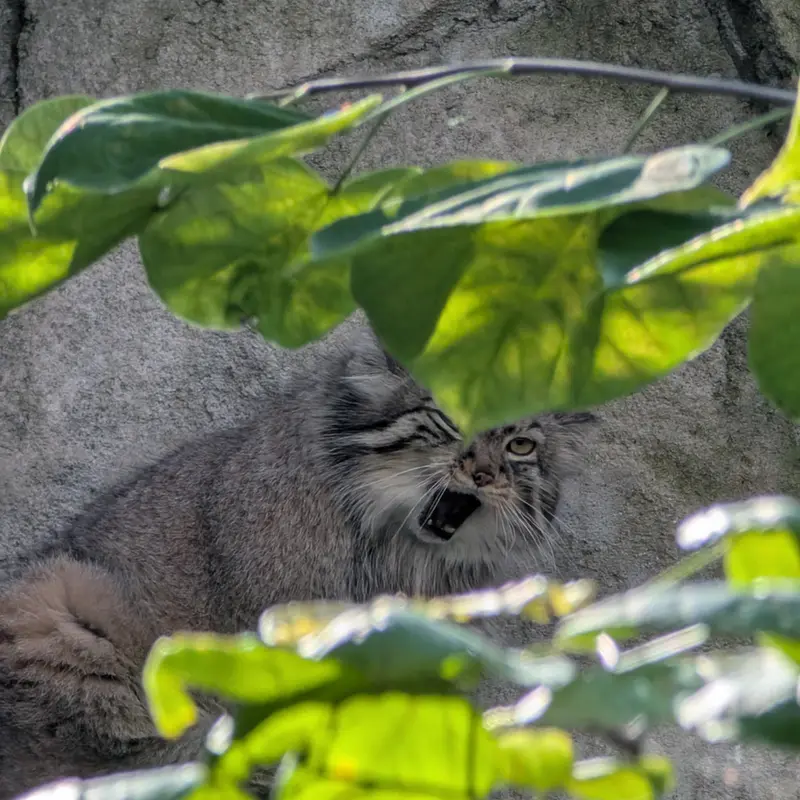 コロンバス動物園・水族館のティーナの写真