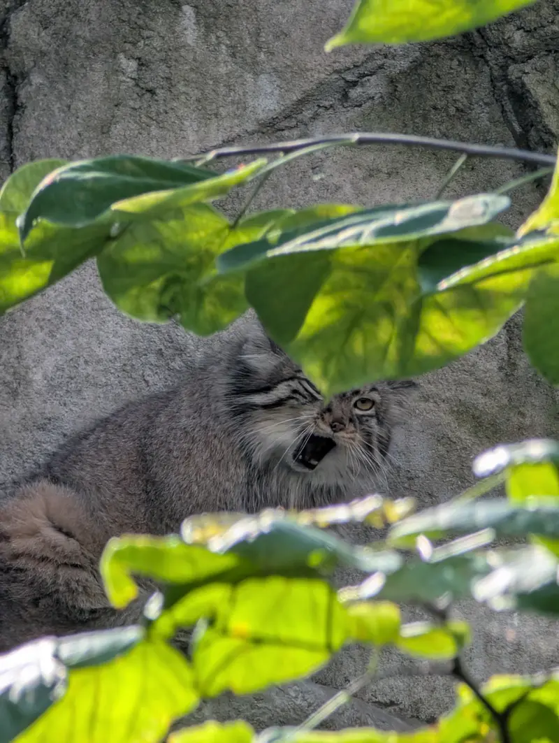 コロンバス動物園・水族館のティーナの写真