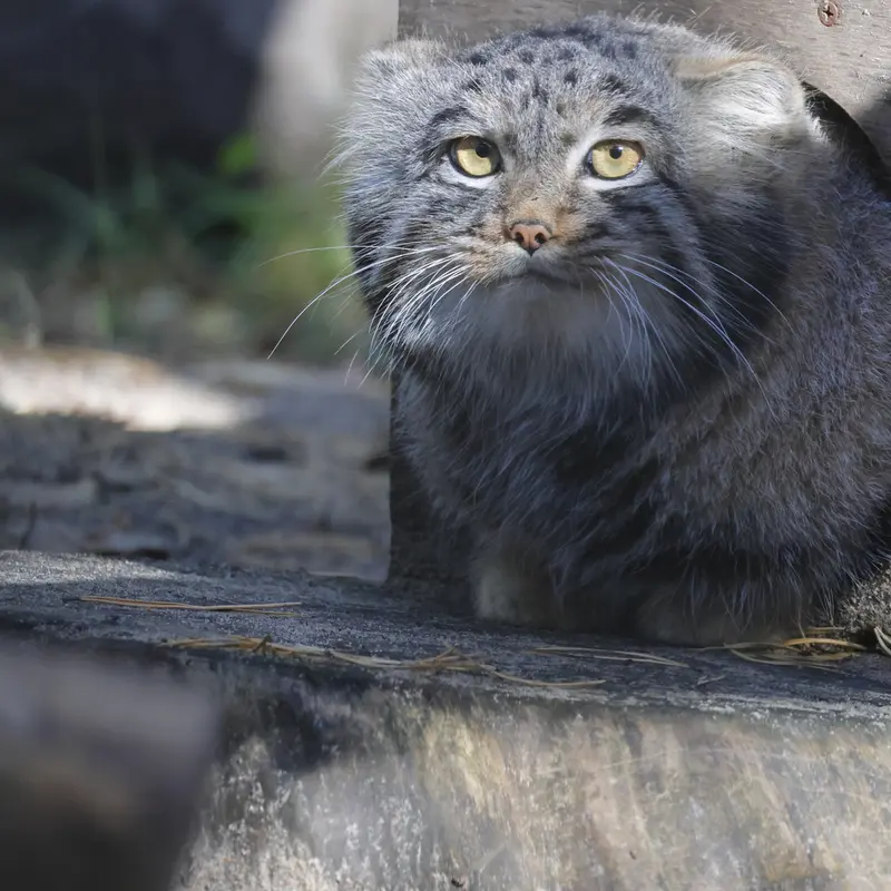 ノヴォシビルスク動物園のメンスの写真