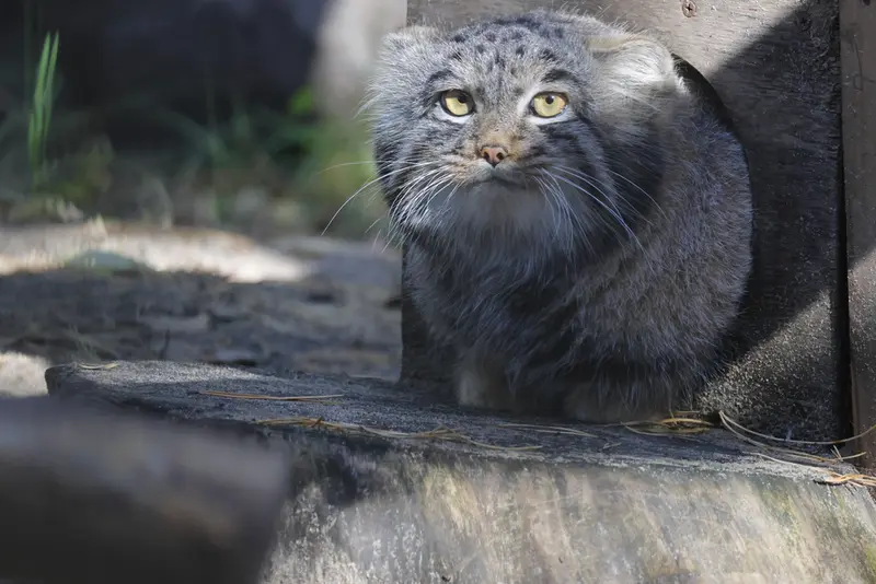 ノヴォシビルスク動物園のメンスの写真