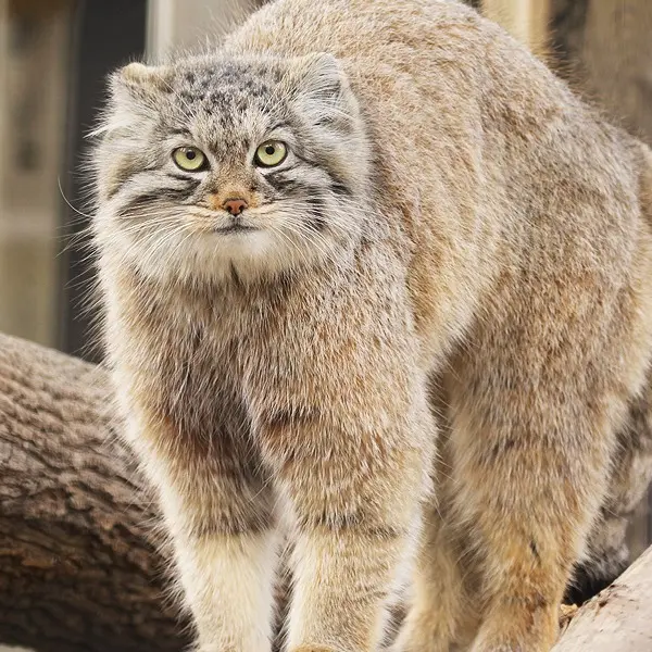 ビンガムトン動物園（ロス・パーク）のジョディの写真