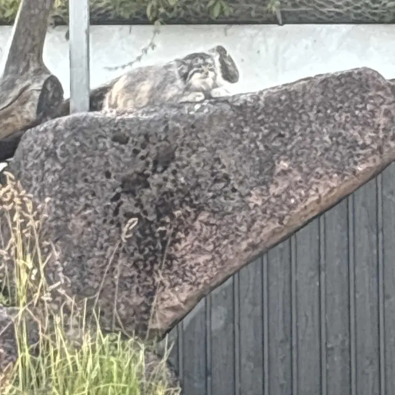 コルケアサーリ動物園のミミの写真
