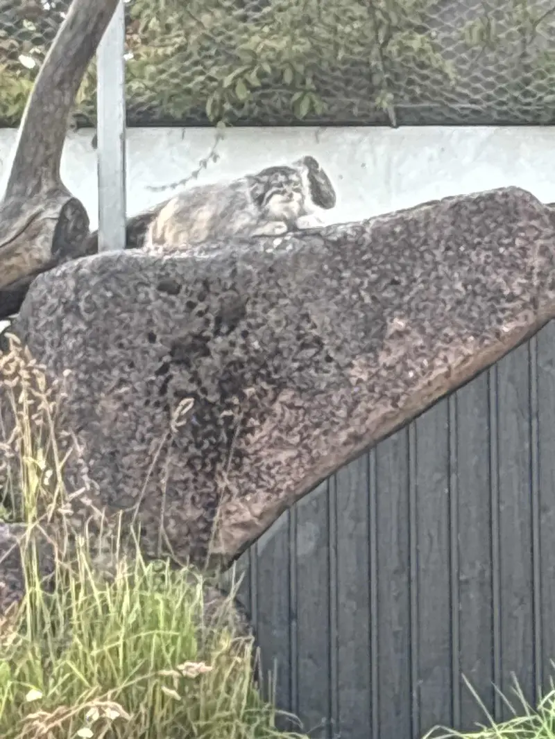 コルケアサーリ動物園のミミの写真