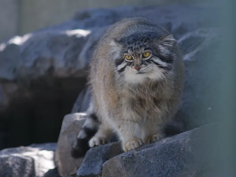 旭山動物園のグルーシャの写真