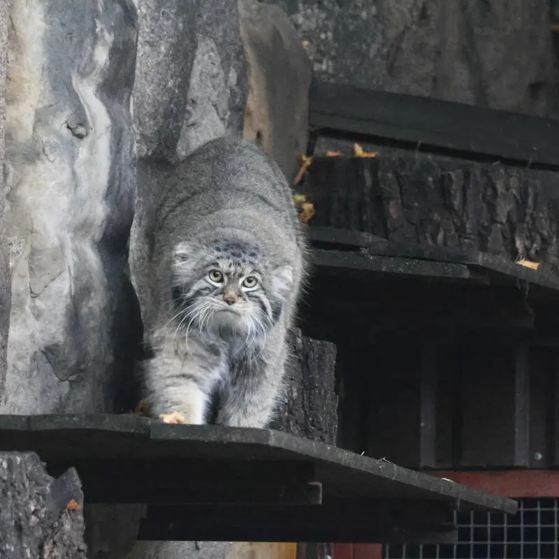 モスクワ動物園のティモフェイの写真