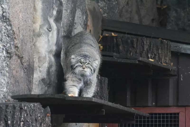 モスクワ動物園のティモフェイの写真