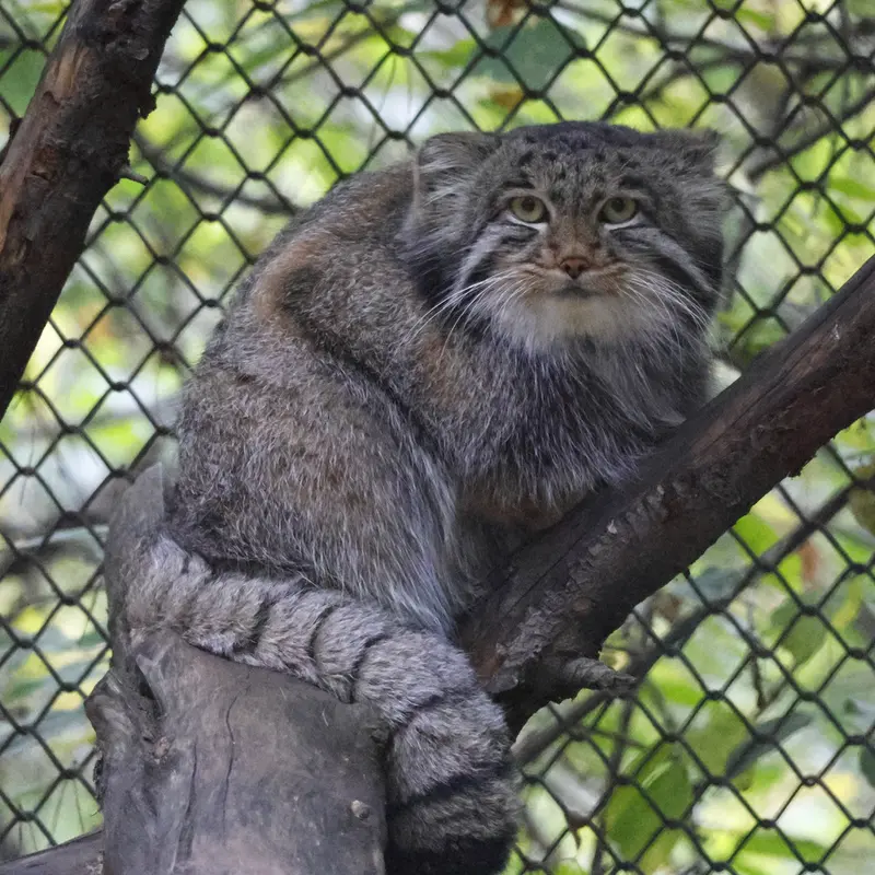 ノヴォシビルスク動物園のグレイの写真