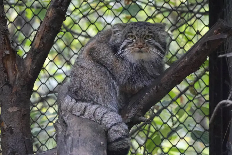 ノヴォシビルスク動物園のグレイの写真