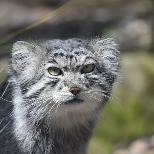 エディンバラ動物園のアキコの写真