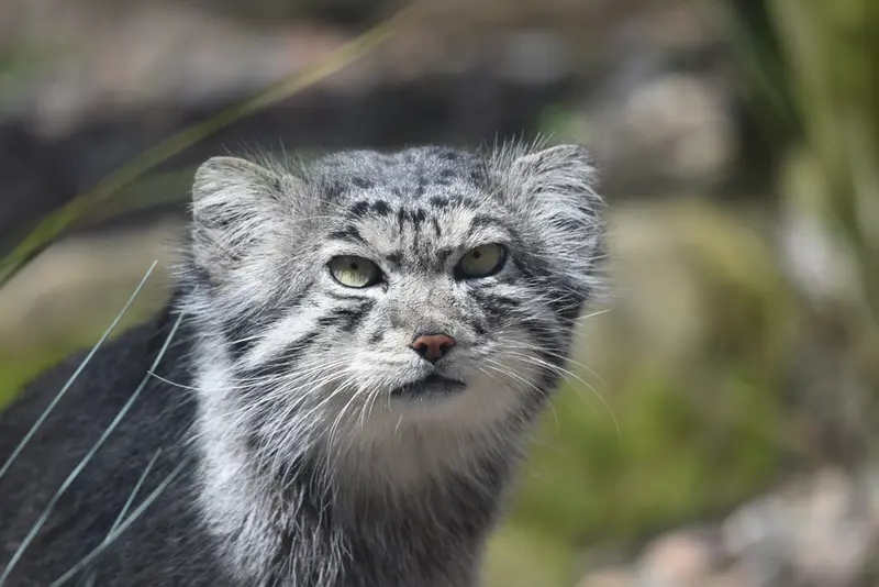 エディンバラ動物園のアキコの写真