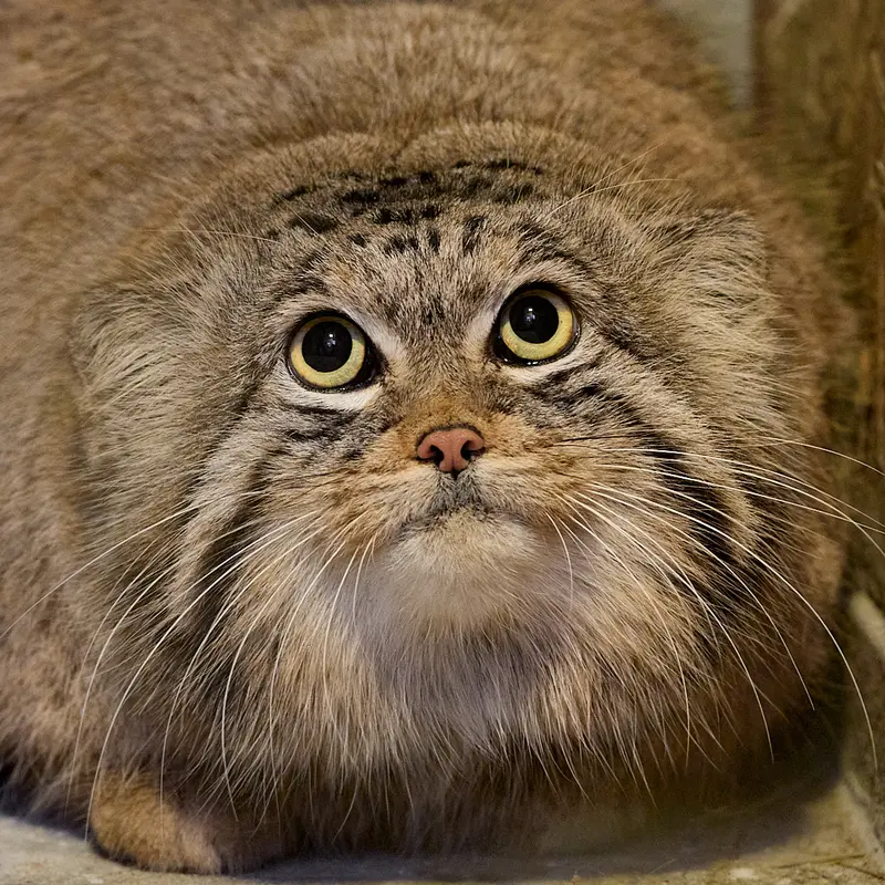 オストラヴァ動物園のマヌルネコのプルトン
