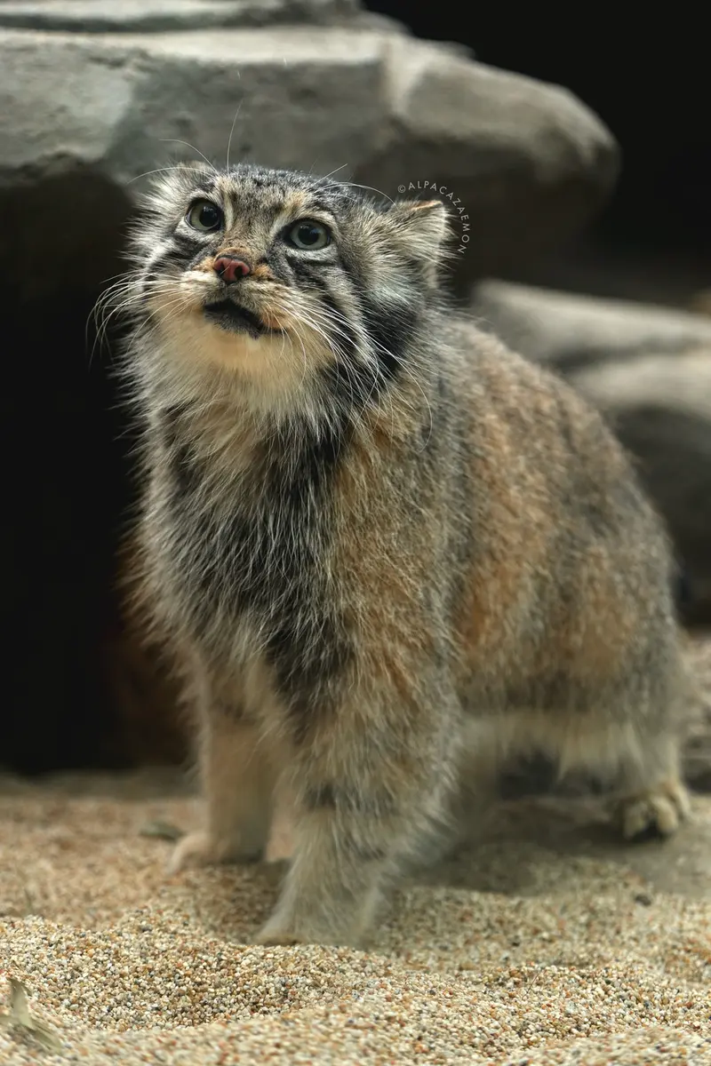 神戸どうぶつ王国のアズの写真