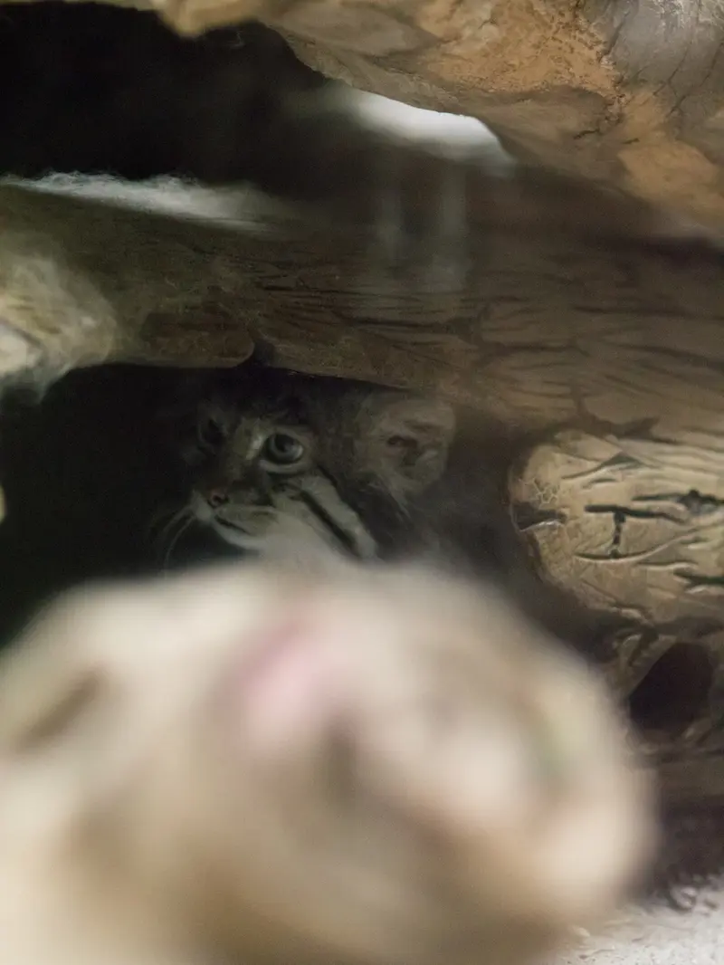 恩賜上野動物園のクリョンの写真