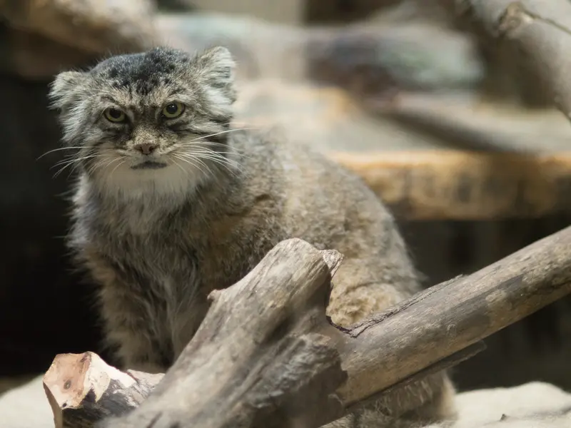 恩賜上野動物園のプリームラの写真