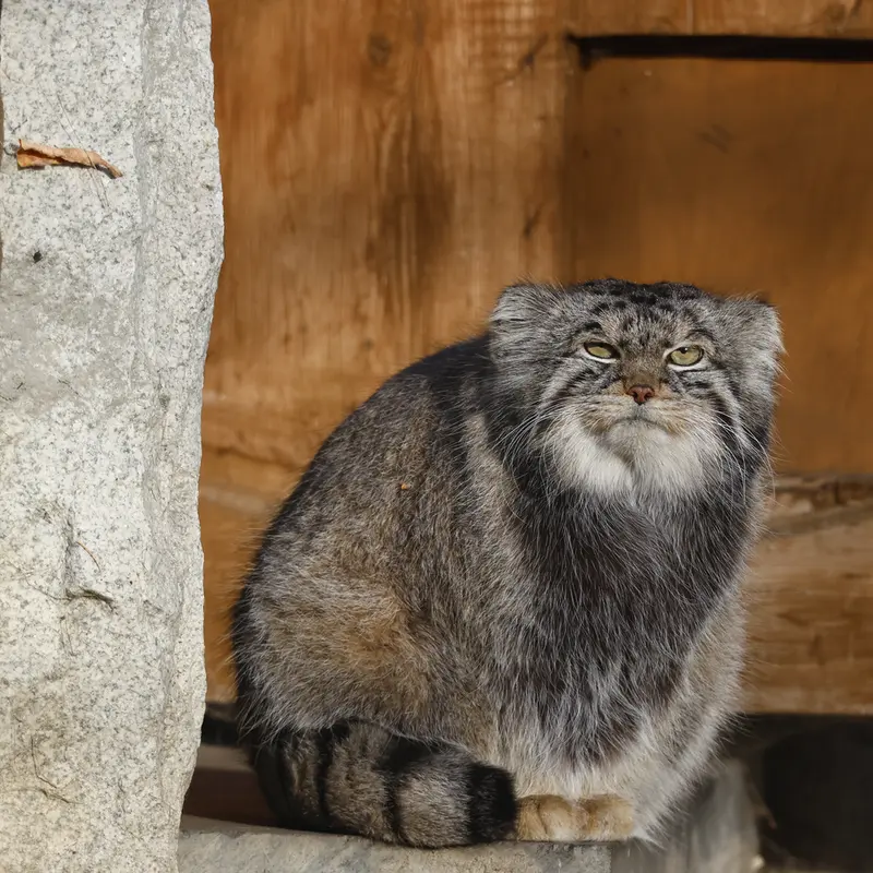 モスクワ動物園のティモフェイの写真