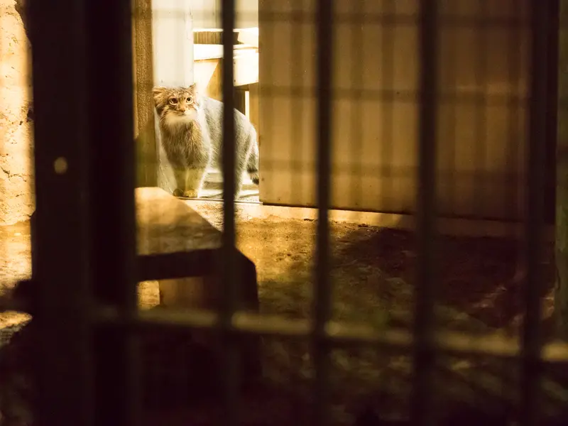 野毛山動物園のフィーガの写真