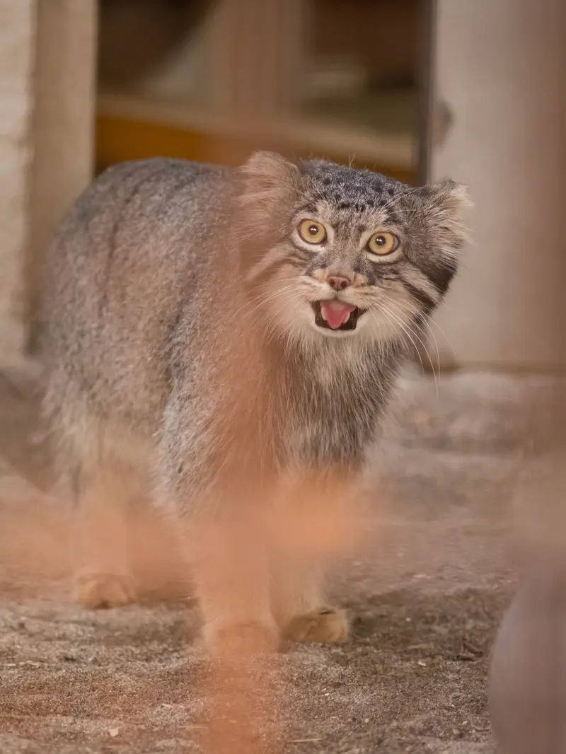 野毛山動物園のフィーガの写真