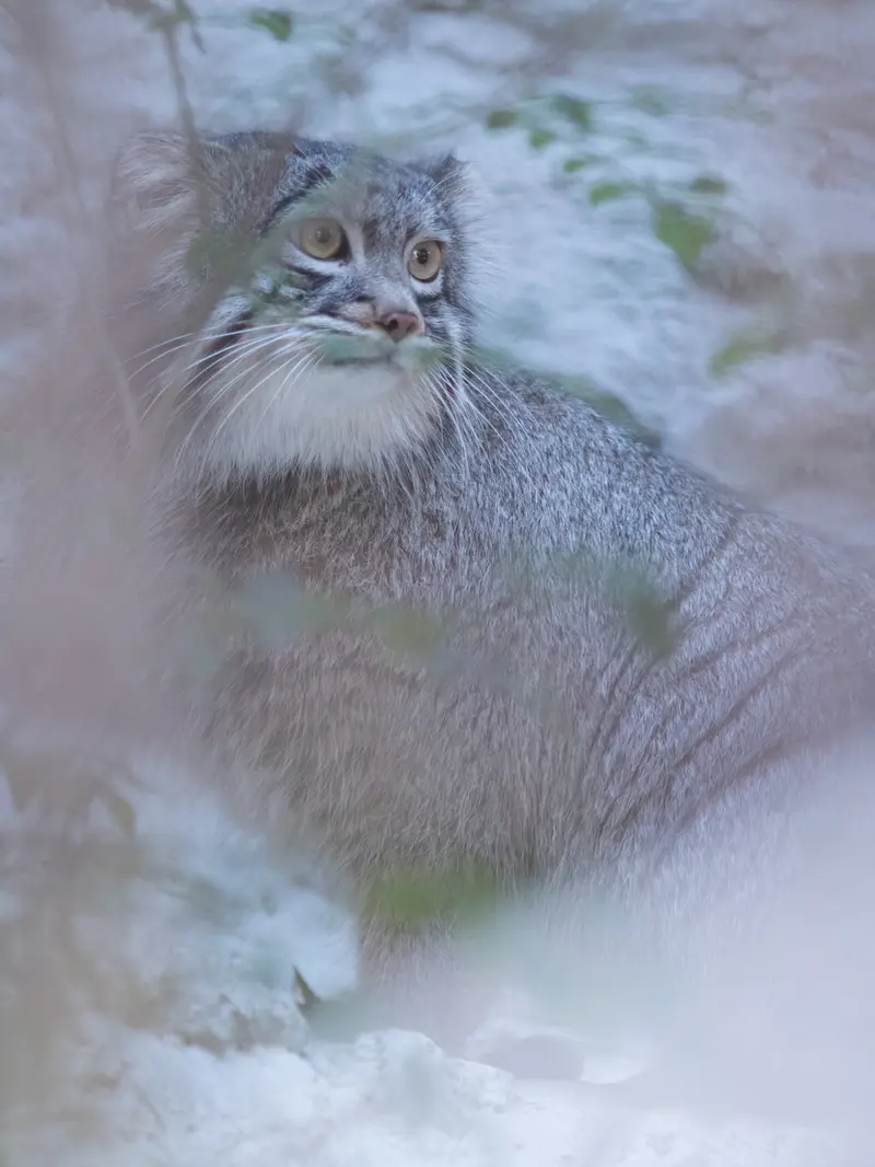 野毛山動物園のフィーガの写真