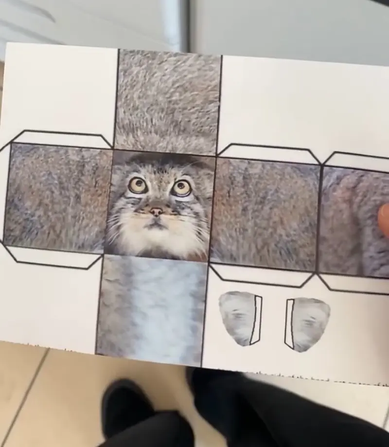マヌルネコの写真