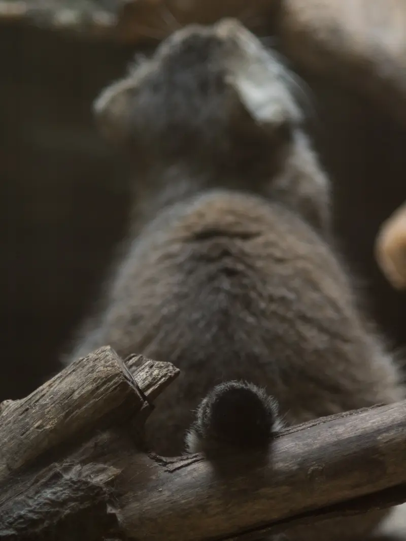 恩賜上野動物園のプリームラの写真