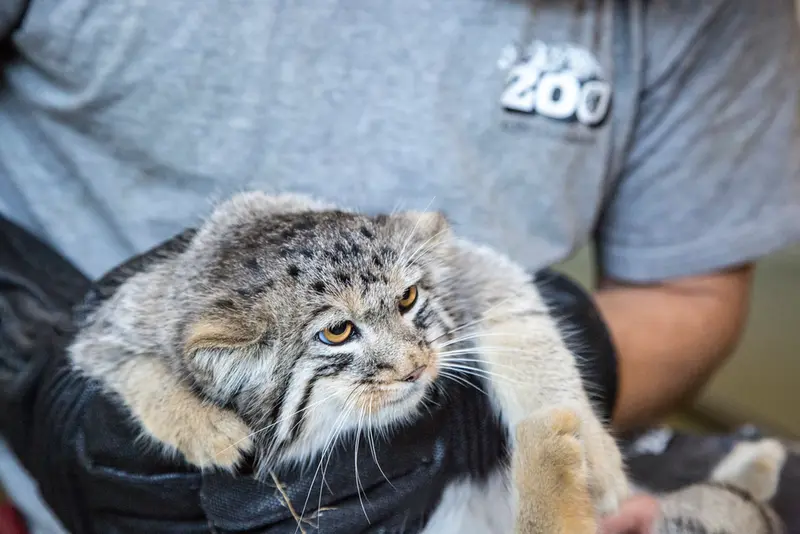 コルケアサーリ動物園のポンポネットの写真