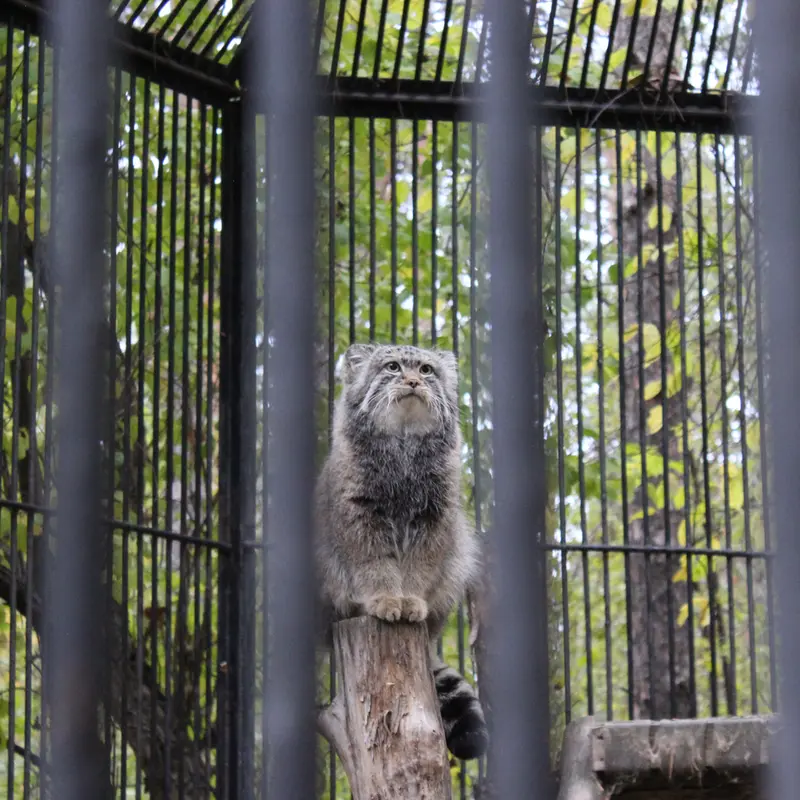 ノヴォシビルスク動物園のマヌルネコの写真