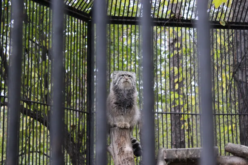 ノヴォシビルスク動物園のマヌルネコの写真