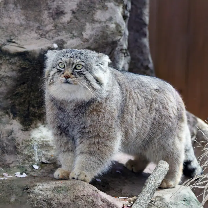 埼玉県こども動物自然公園のロータスの写真