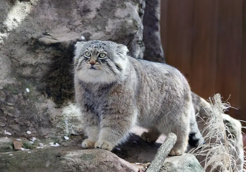 埼玉県こども動物自然公園のロータスの写真