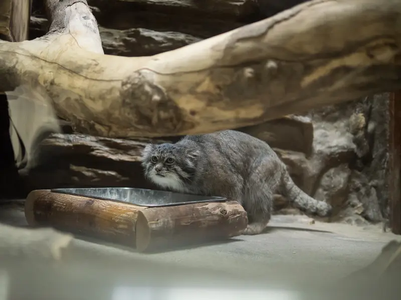恩賜上野動物園のクリョンの写真