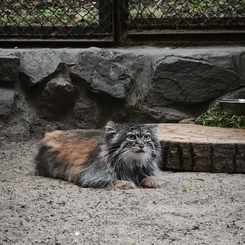 ノヴォシビルスク動物園のアデルの写真