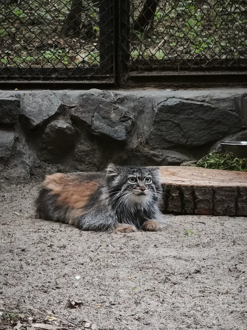ノヴォシビルスク動物園のアデルの写真