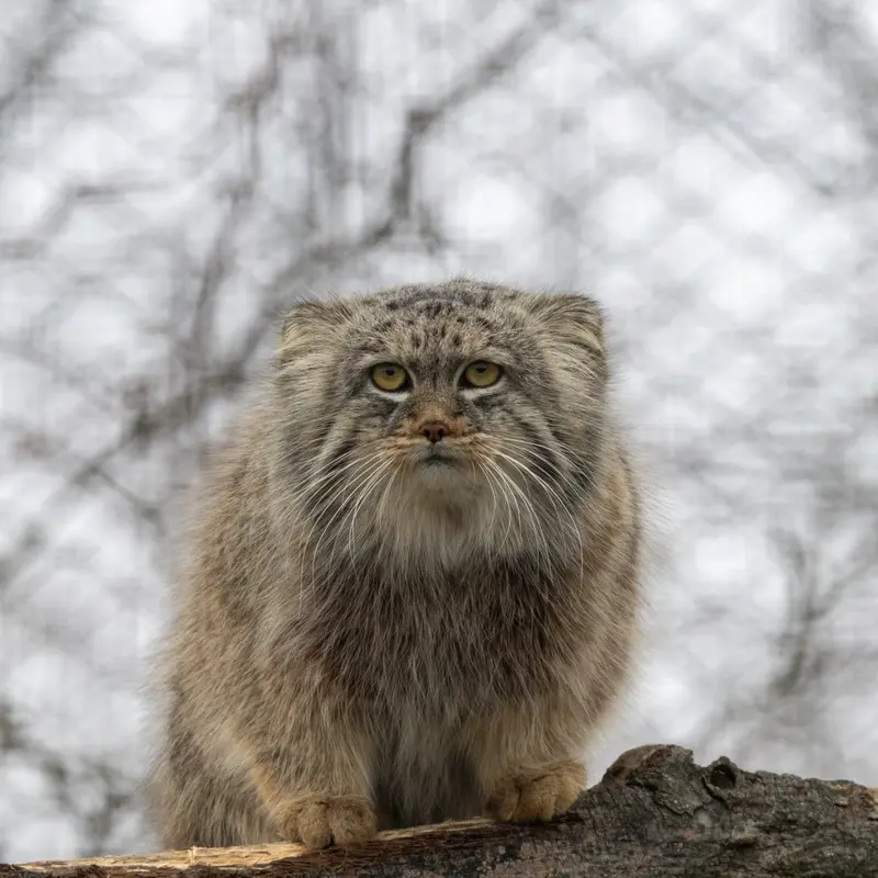 コルケアサーリ動物園のアルカスの写真