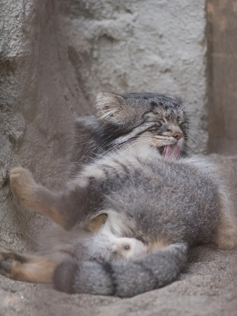 野毛山動物園のフィーガの写真