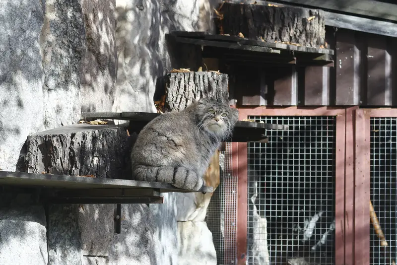 モスクワ動物園のティモフェイの写真