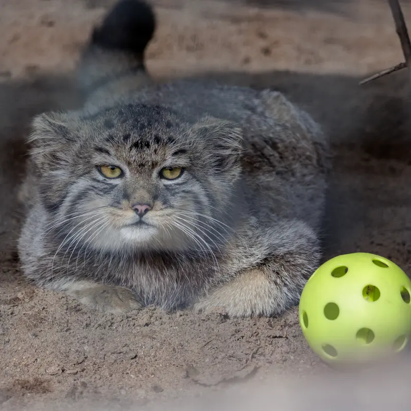 レニングラード動物園のマヌルネコの写真