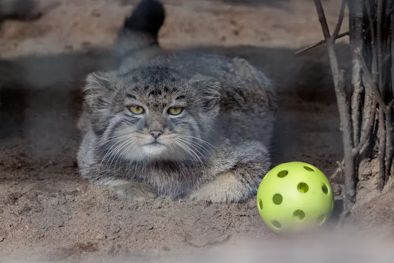 レニングラード動物園のマヌルネコの写真