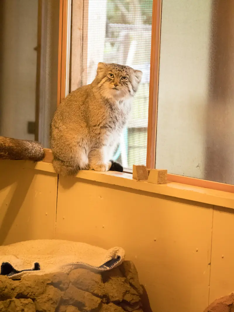 埼玉県こども動物自然公園のロータスの写真