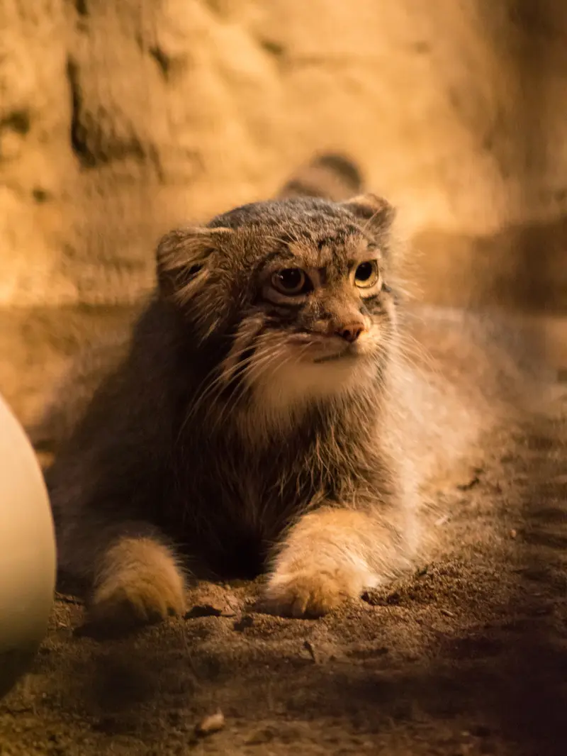 野毛山動物園のフィーガの写真