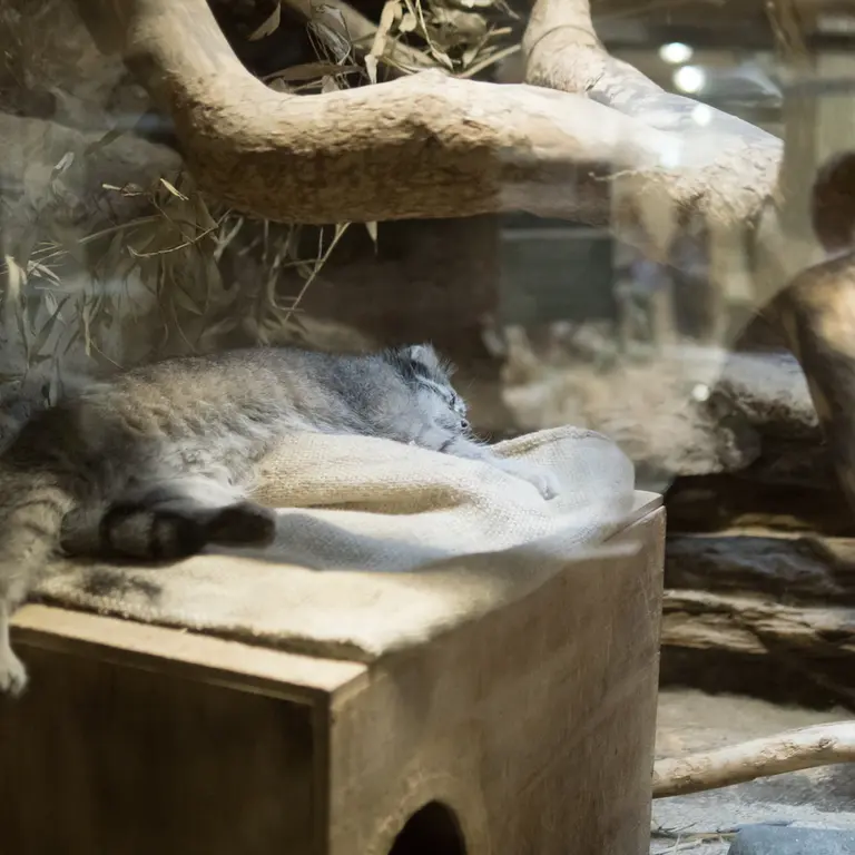 恩賜上野動物園のクリョンの写真