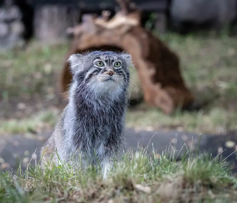 モスクワ動物園のティモフェイの写真