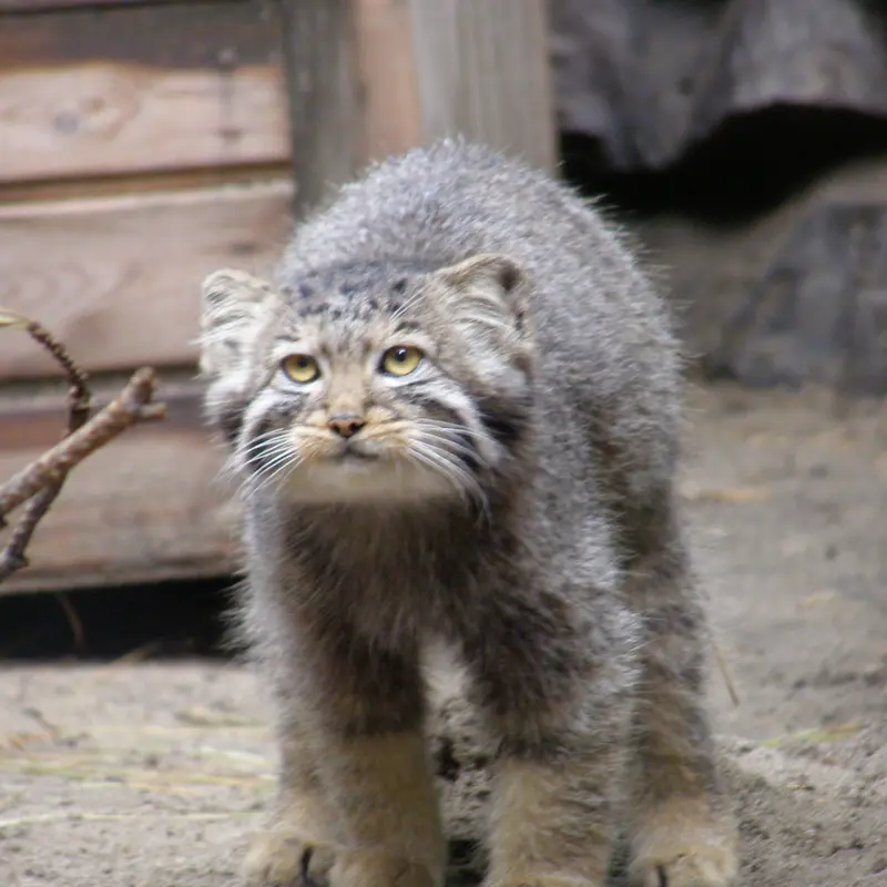 ノヴォシビルスク動物園のマヌルネコの写真